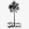 Vintage Palm tree engraving