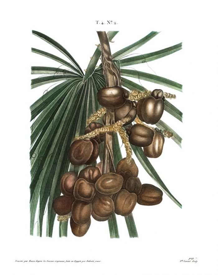 date palm print