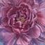 dark pink peony